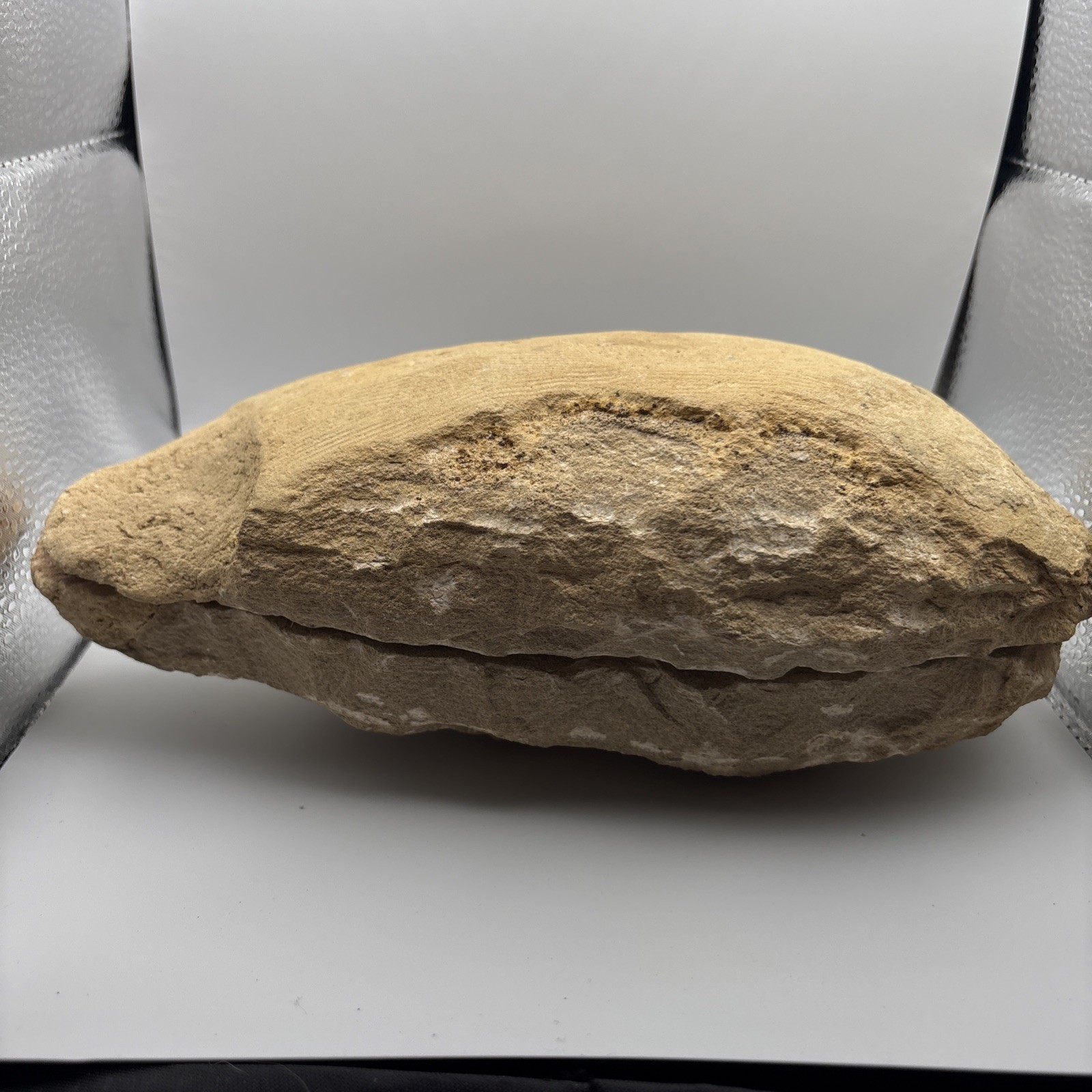 Vinctifer Comptoni Fossil Fish, Brazil, 99-112 million yrs old 9 inches 2 halves