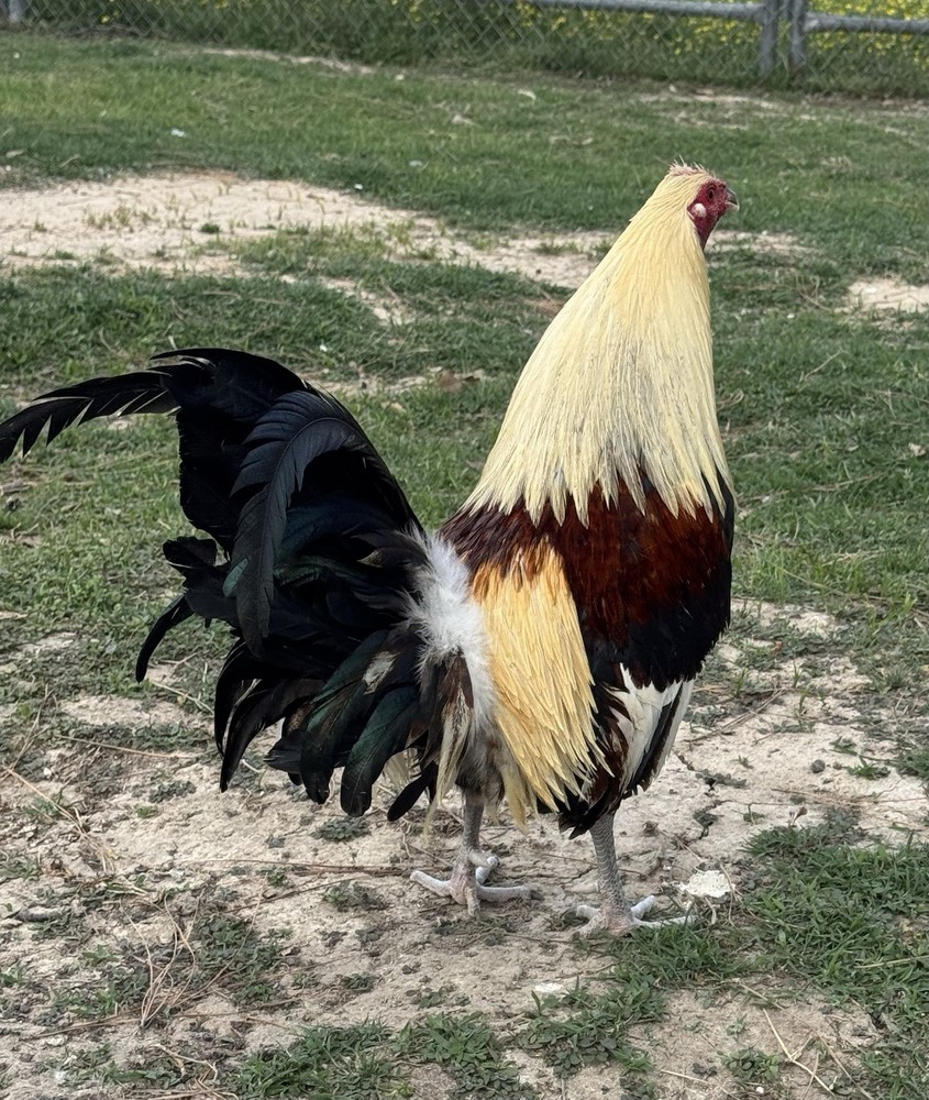chicken hatching egg