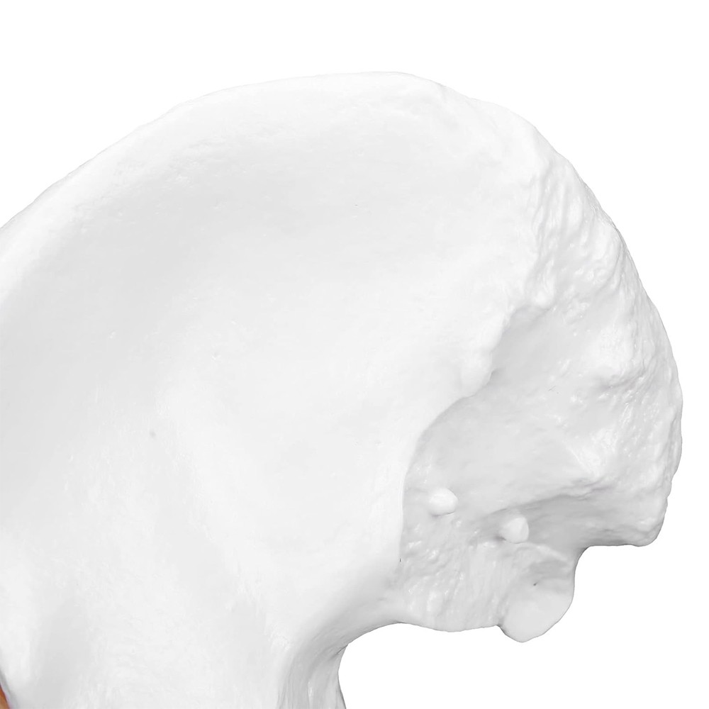 Hip Joint Model With Ligament Human Skeleton Bone Model Teaching Model Training