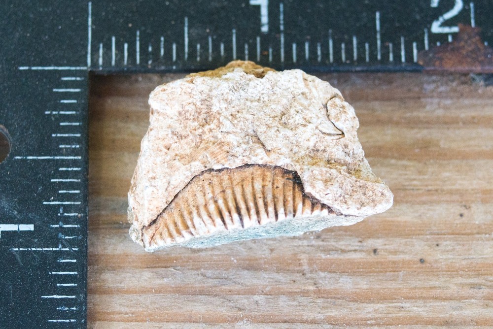 NE Oklahoma Fossil
