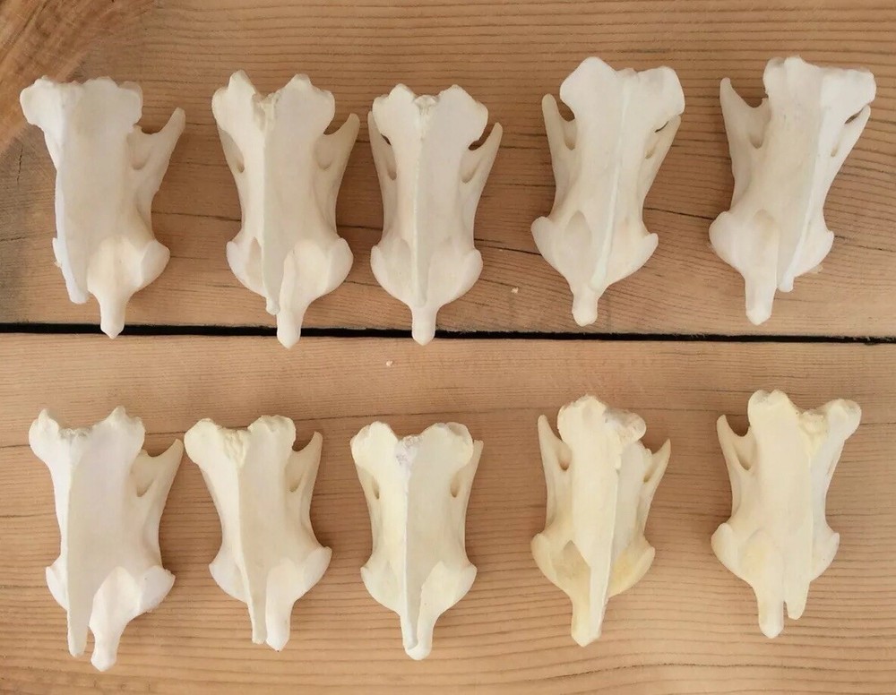 10 Coyote Axis Bones Canis Iatrans