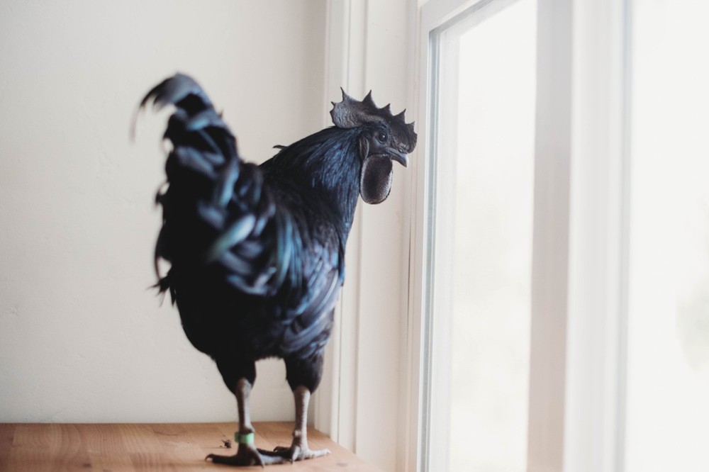 Ayam Cemani Chicken Hatching Eggs