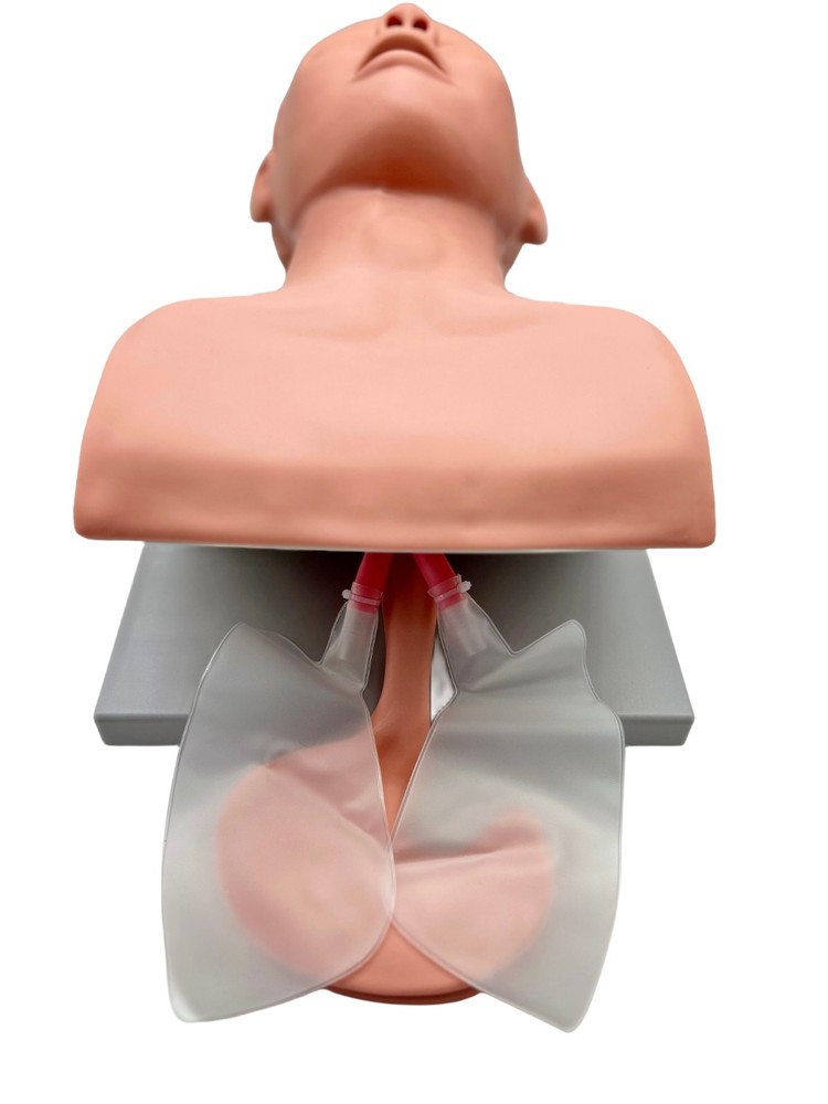 Intubation Manikin Study Teaching Model Airway Management Trainer PVC Teeth