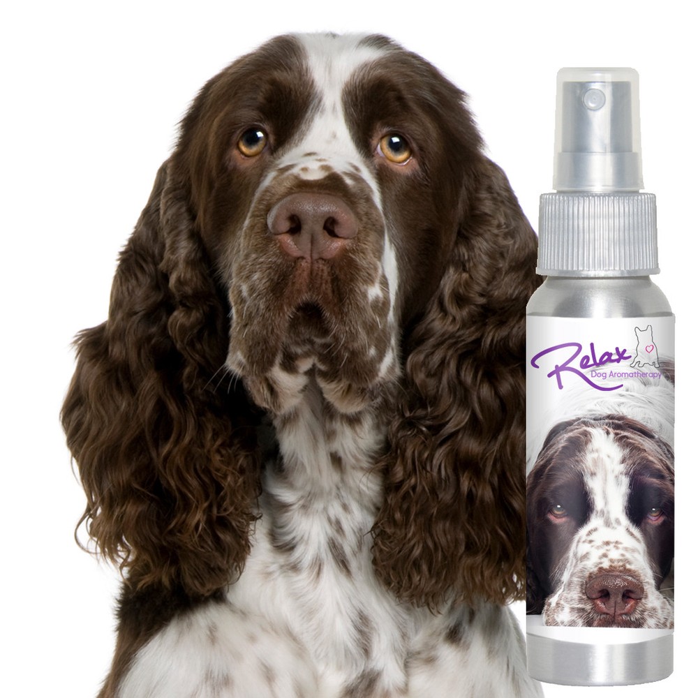 Is Your Springer Spaniel Afraid of Thunder? Fireworks? Try Relax Aromatherapy