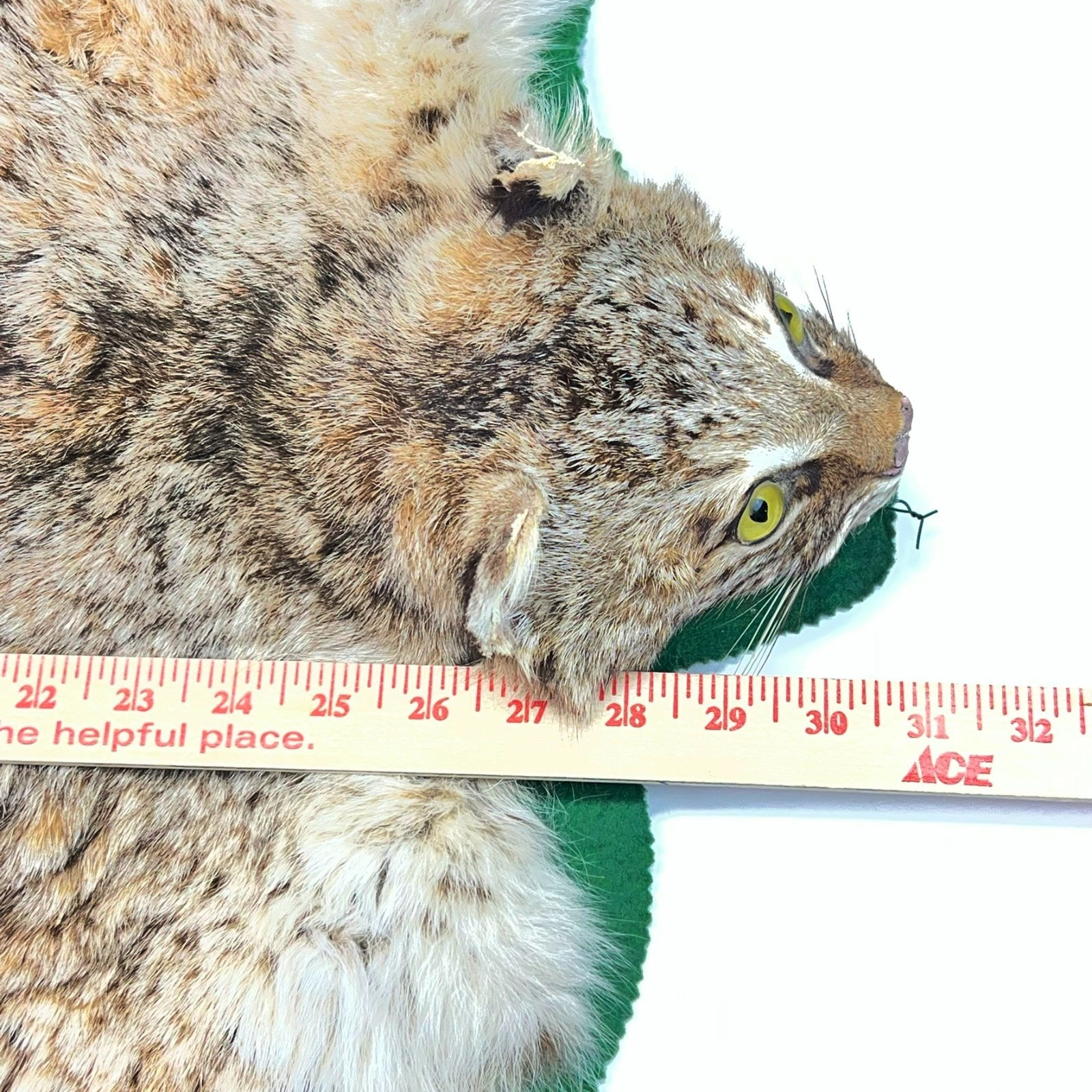 Vtg. Bobcat Taxidermy Rug Mount Full Body Green Felt Border Rustic Cabin Decor