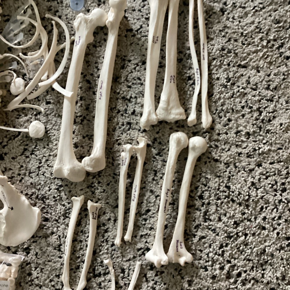 SKELETAL SYSTEM COMPLETE MODEL UNIVERSITY QUALITY REALISTIC