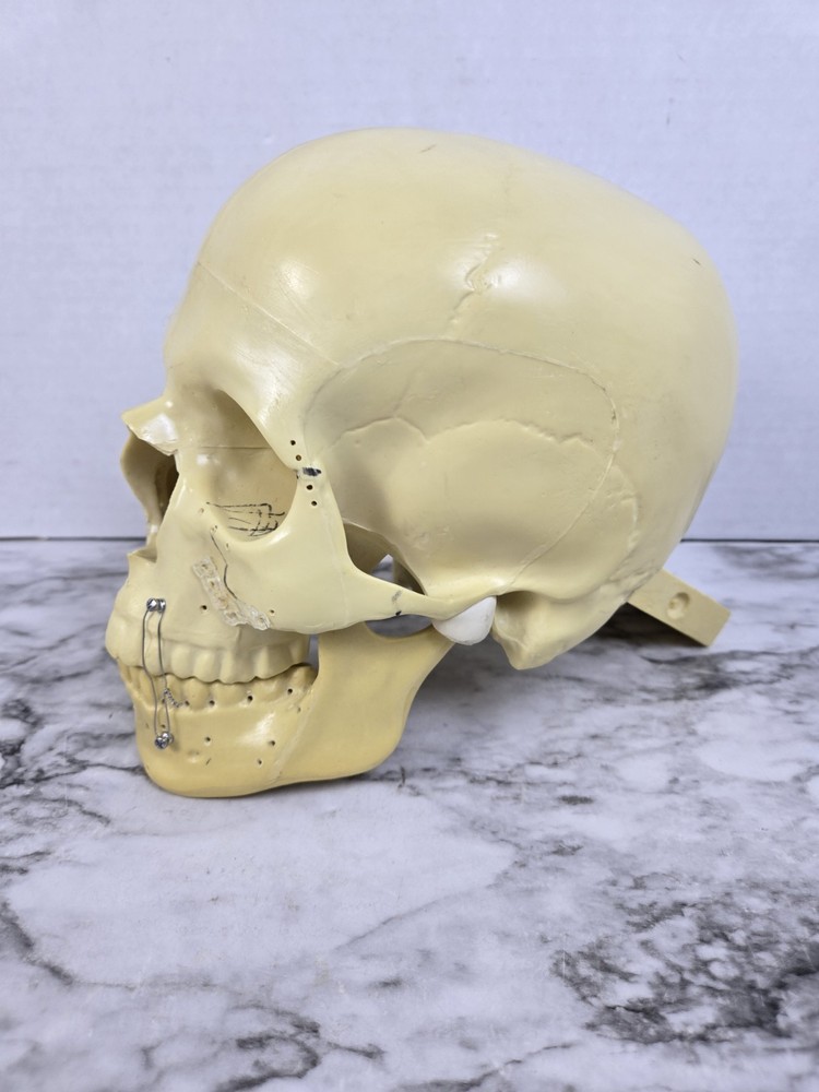 Synbone (8240) Beige Plastic Educational Skull Orthopedic Display