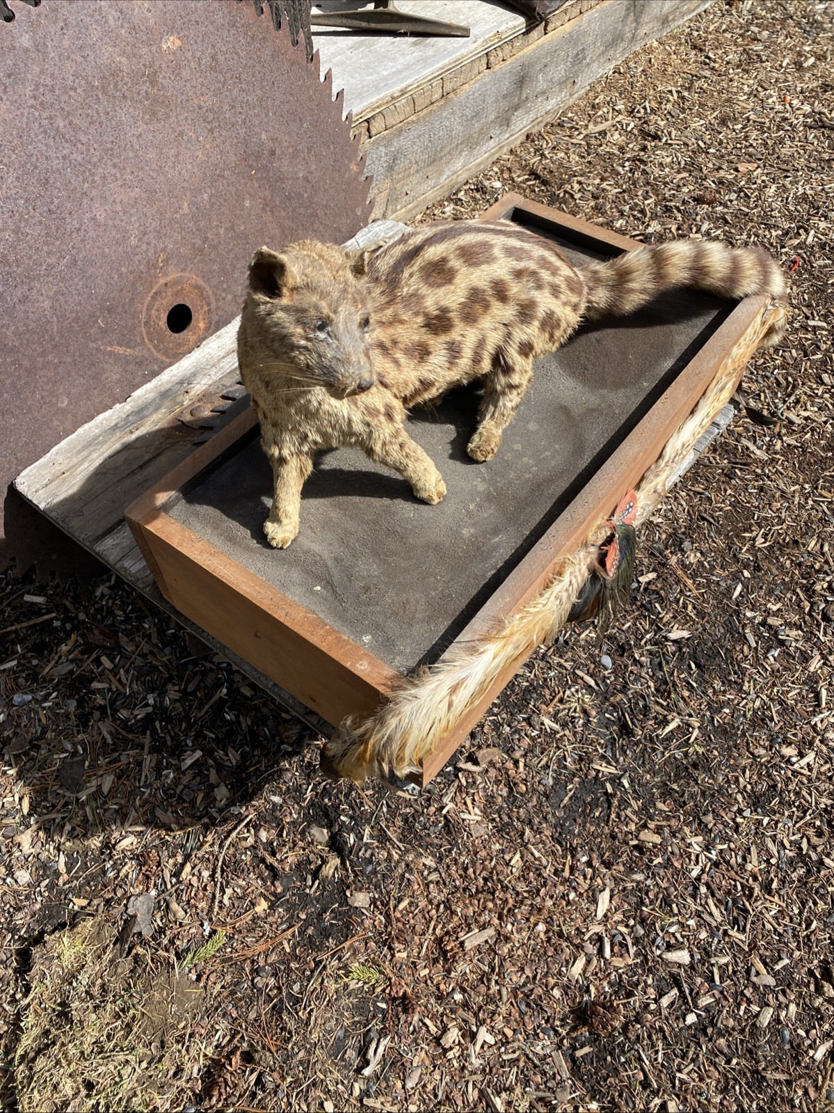 Super Cool African Genet Cat Standing Mount Taxidermy Exotic Decor
