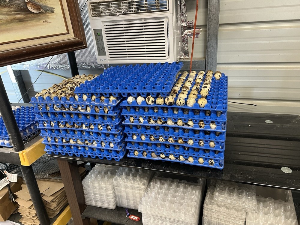 30 + mix count Coturnix hatching eggs