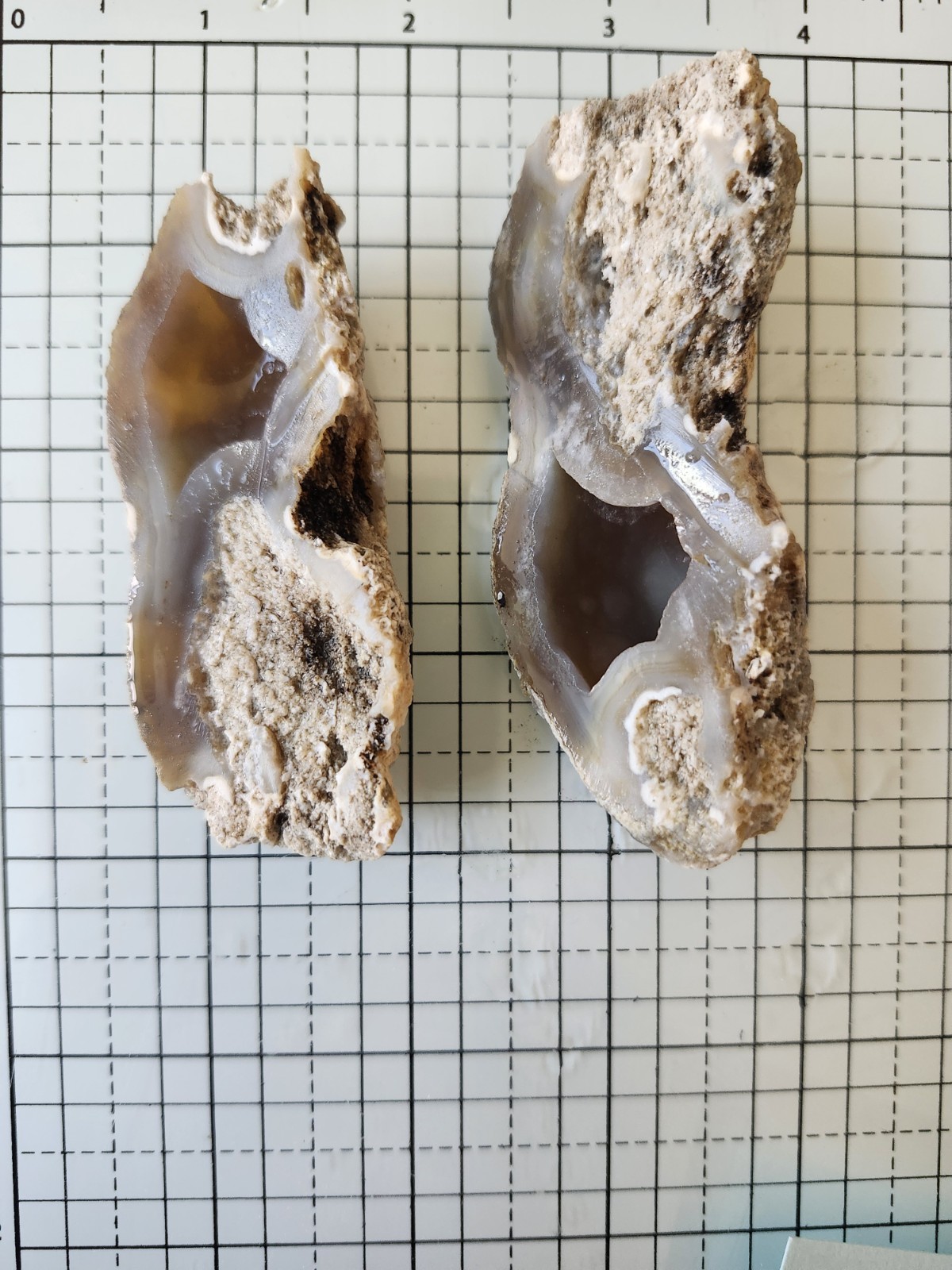 Florida Agatized Coral Fossil Pair, Unpolished Chalcedony Geode Fluorescent!