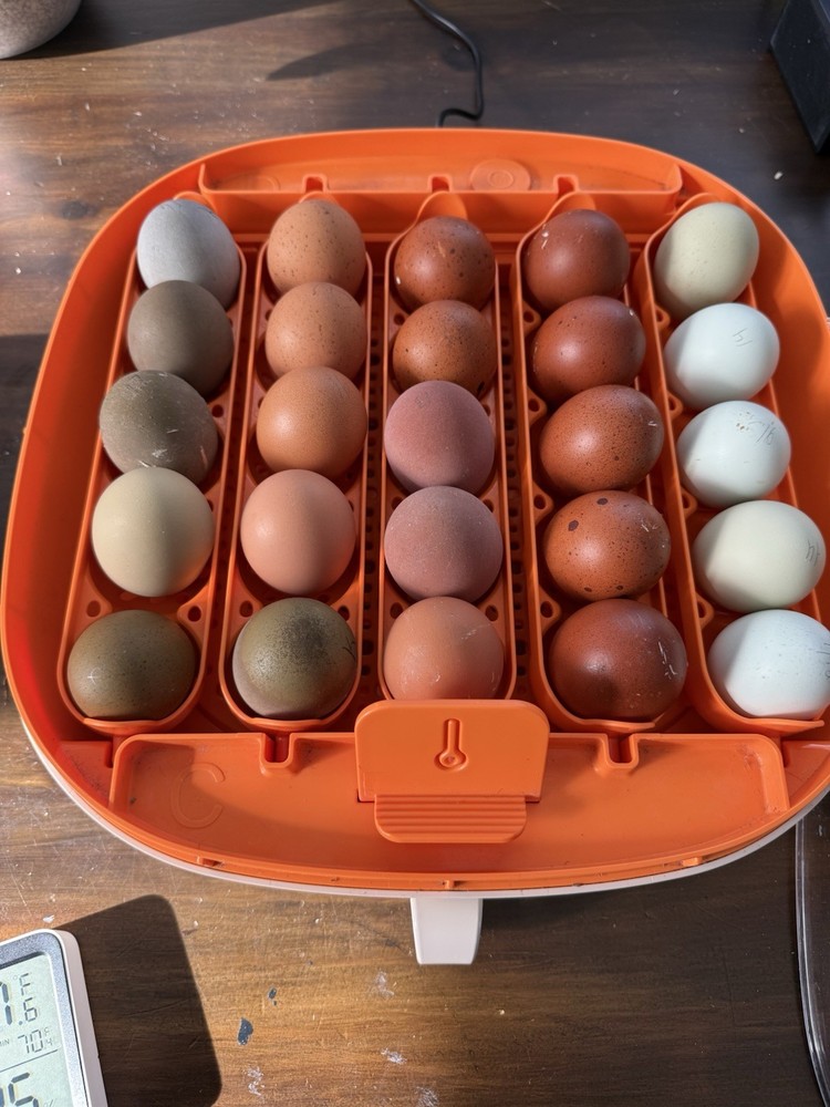 12 BBS Copper Marans And Multi Gen Olive Egger Hatching Eggs