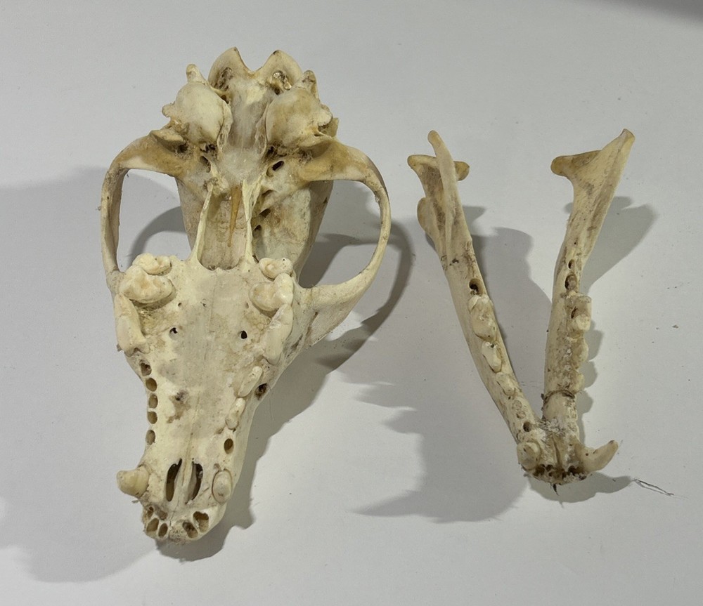Coyote Skull (Large) - Cabin Decor