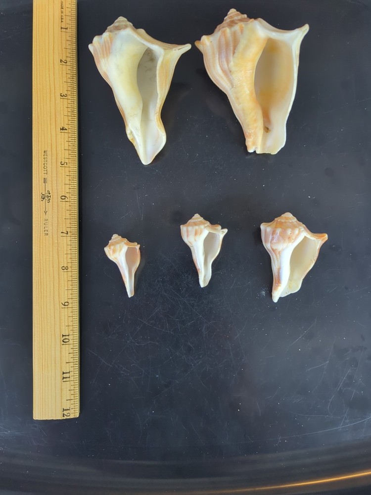Knobby Whelk shells