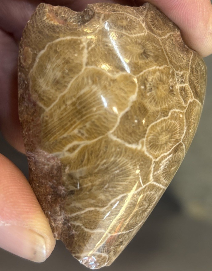 Petrified Coral End Polished