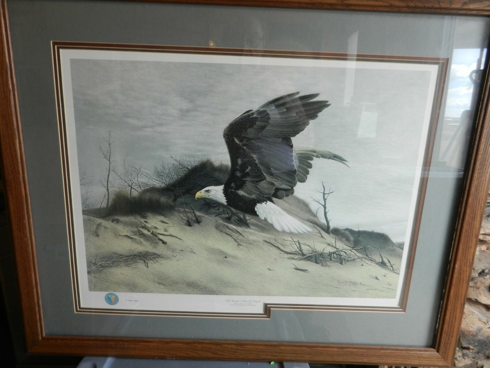 American Bald Eagle Over Sand Dune by Charles Frace Signed Framed & Matted Print