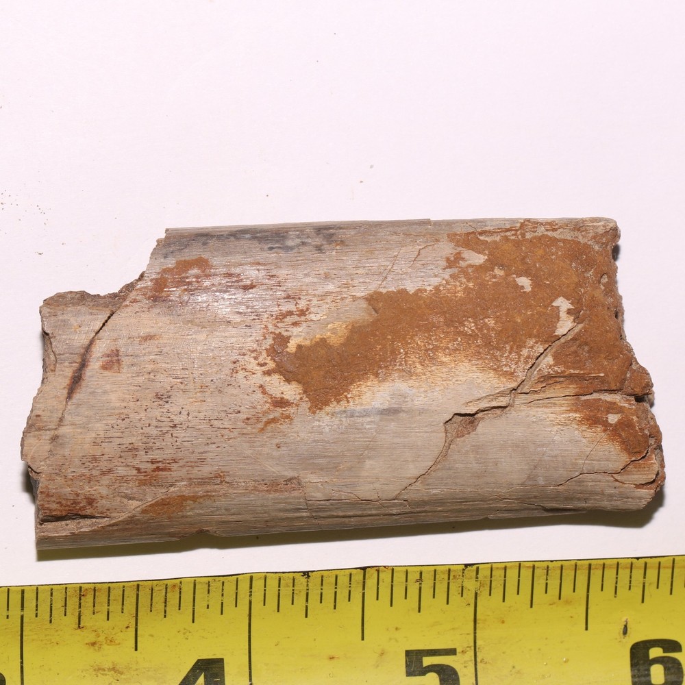 Dinosaur Rib Bone Section - Authentic Fossil - Hell Creek Formation Cretaceous