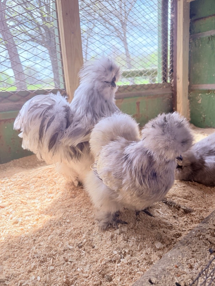 6 + Splash Silkie Hatching Eggs