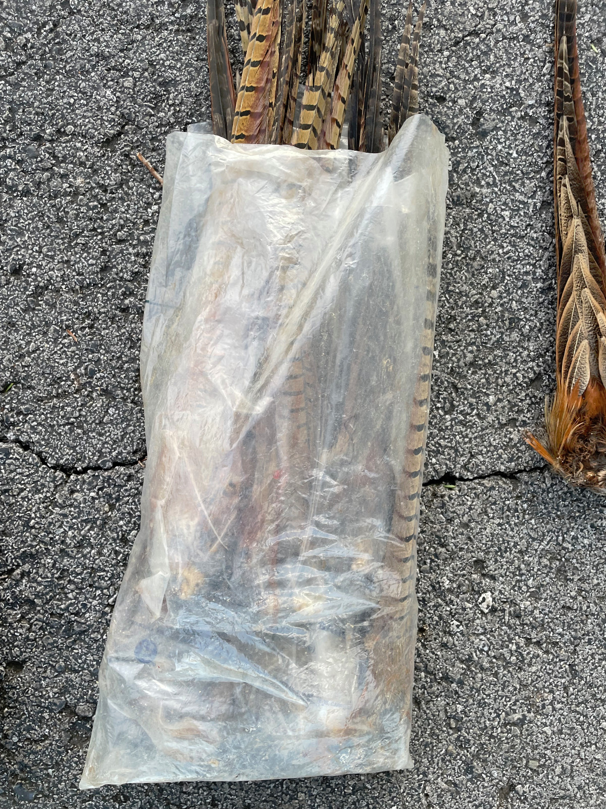 Taxidermy, {0ne} Beautiful RINGNECK PHEASANT Tail- Cabin/Hunting Lodge Fly-tying