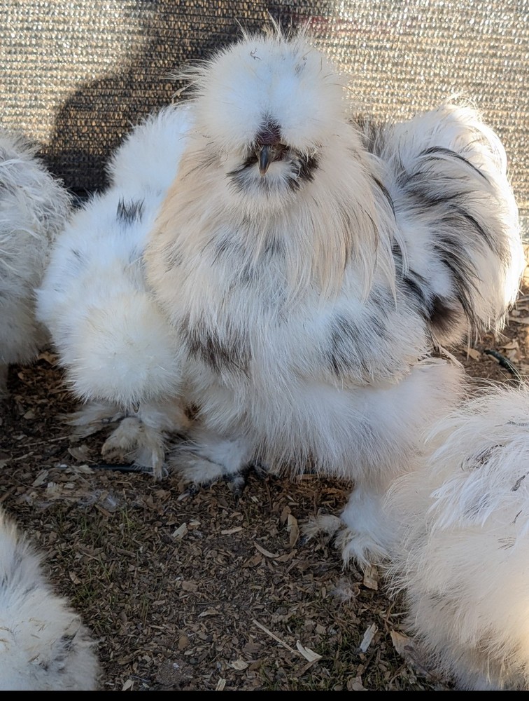 12 Quality Buff & Paint Eggs NPIP