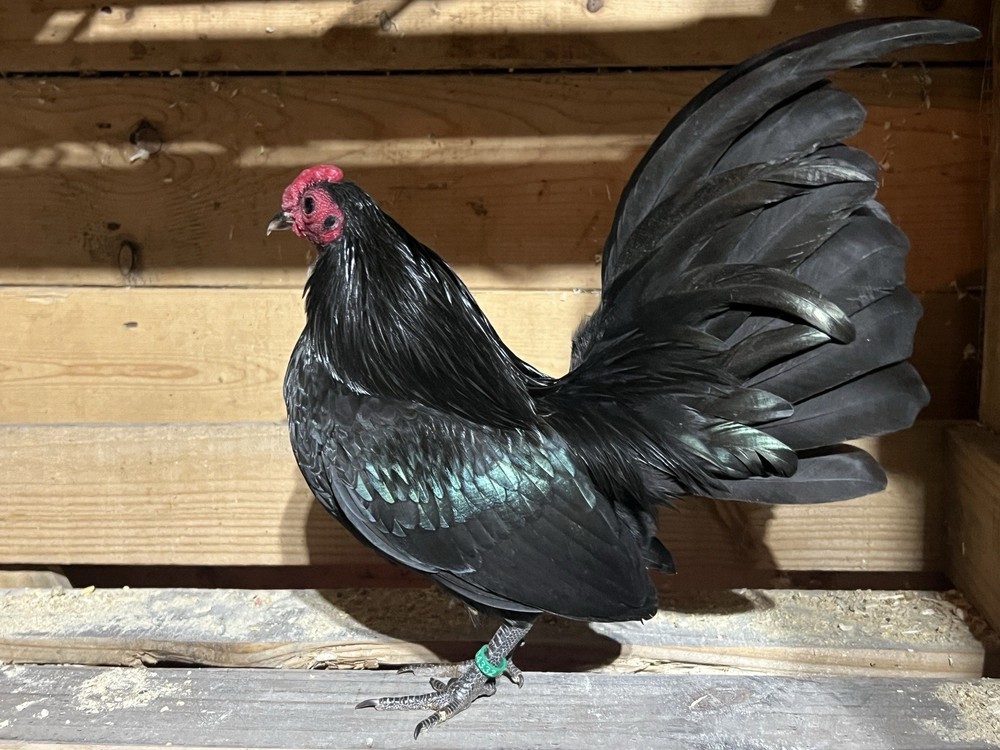 Black OEGB Hatching Eggs 10