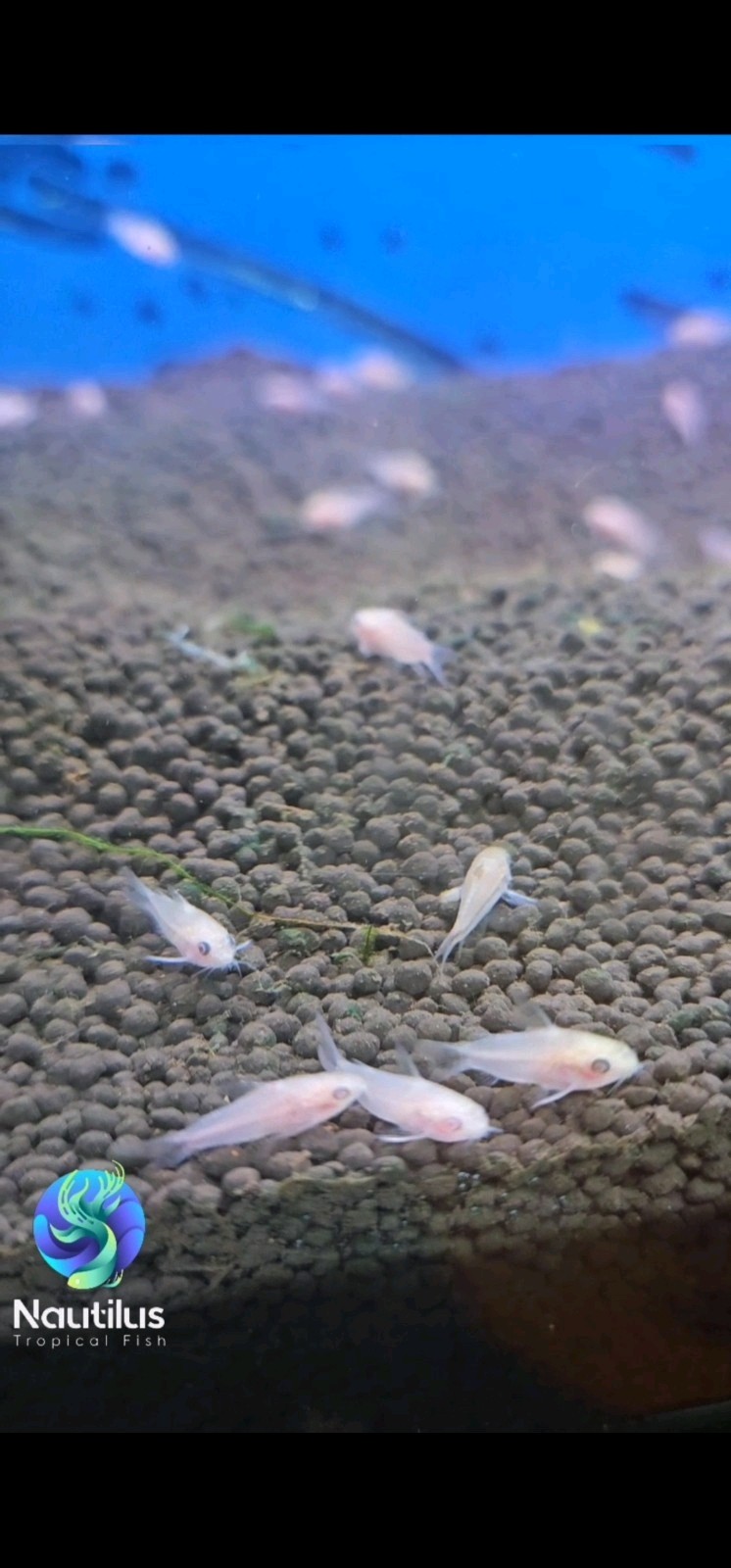 Albino Pygmy Cory - Corydoras pygmaeus Albino- Tank Breed - We combine Shipping