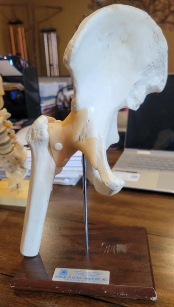 MEDICAL PLASTICS Functional Hip Joint with Ligaments Anatomical Model
