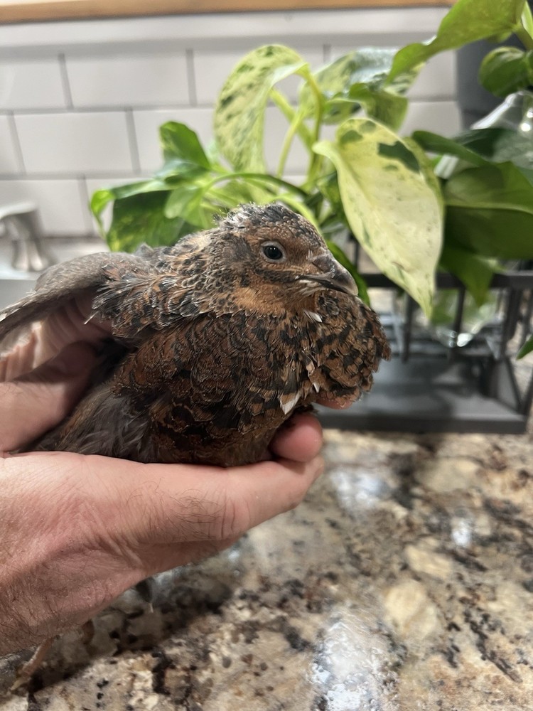 42 + 6 Extra Hatching Coturnix Jumbo Quail