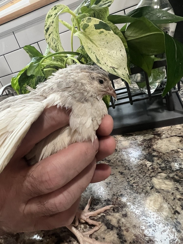 42 + 6 Extra Hatching Coturnix Jumbo Quail