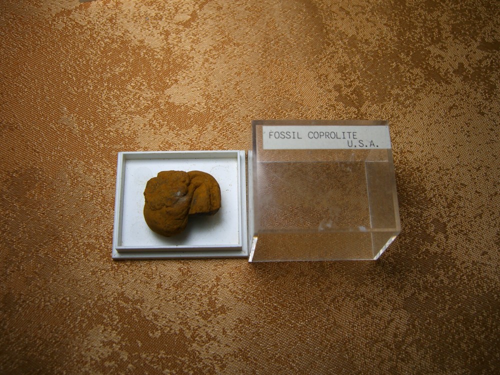 Fossils collection, mesozoic, cretacious, eocen, cased