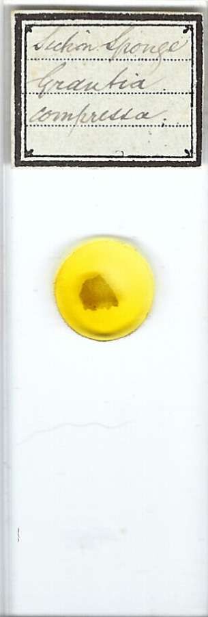Purse Sponge Grantia compressa Microscope Slide