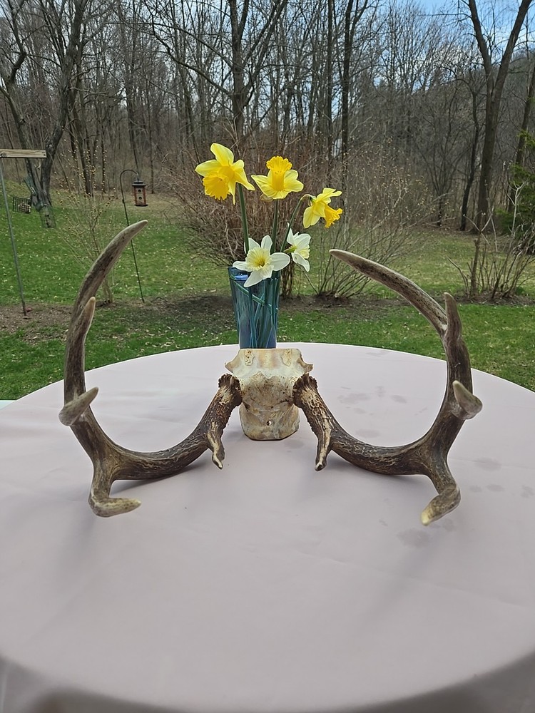 Deer Antlers