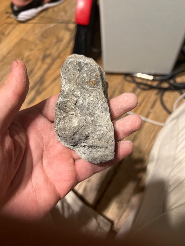 fossils other