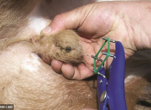 Elastrator Castration Blue Plastic Handle Pliers & Free 100 pcs Rubber Ring Bag