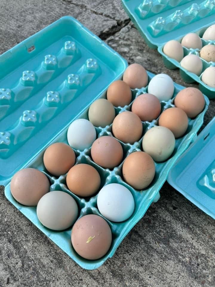 Frizzle BYM Hatching Eggs x12++