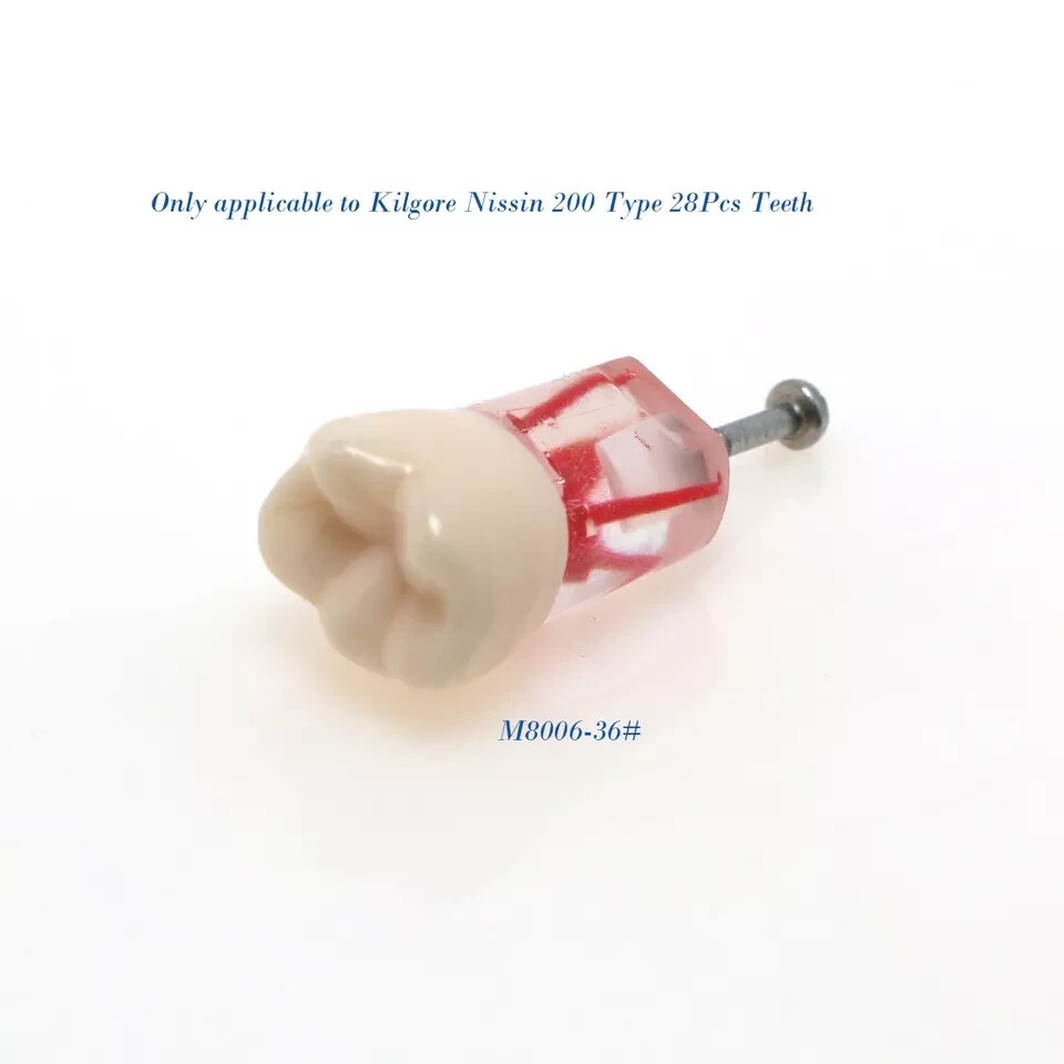 Dental Endo Root Canal Practice Teeth Model M8006-36# RCT Study Typodont Model
