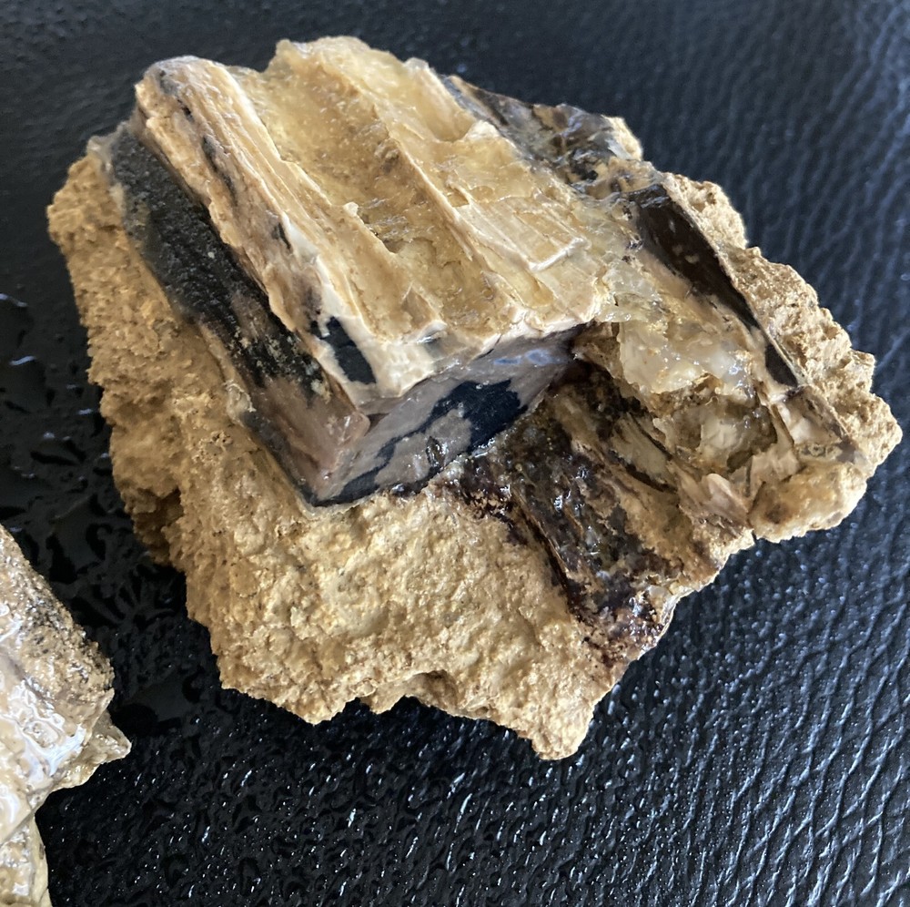2 Petrified Wood Chunks embedded in Limestone - 2.2LBS