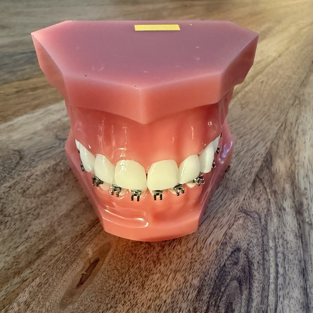 Ormco Bonding Typodont - Dental