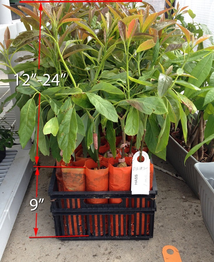 HASS Avocado Tree, Grafted - Live Avocado Tree