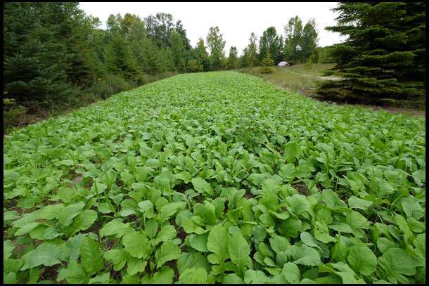 10 LBS PURPLE TOP TURNIPS DEER FOOD PLOT SEED