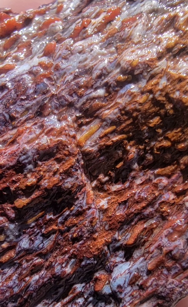 3.06lbs Small Medium agotized Dino Bone Reds