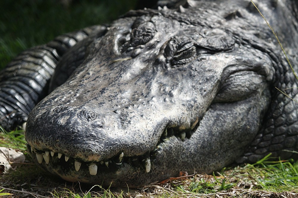 Alligator Taxidermy Reference Photo Cd