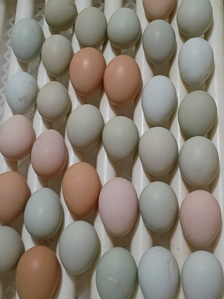 🌈 12+ Rainbow Hatching Eggs – Surprise Assortment! NPIP & AI Certified 🌈