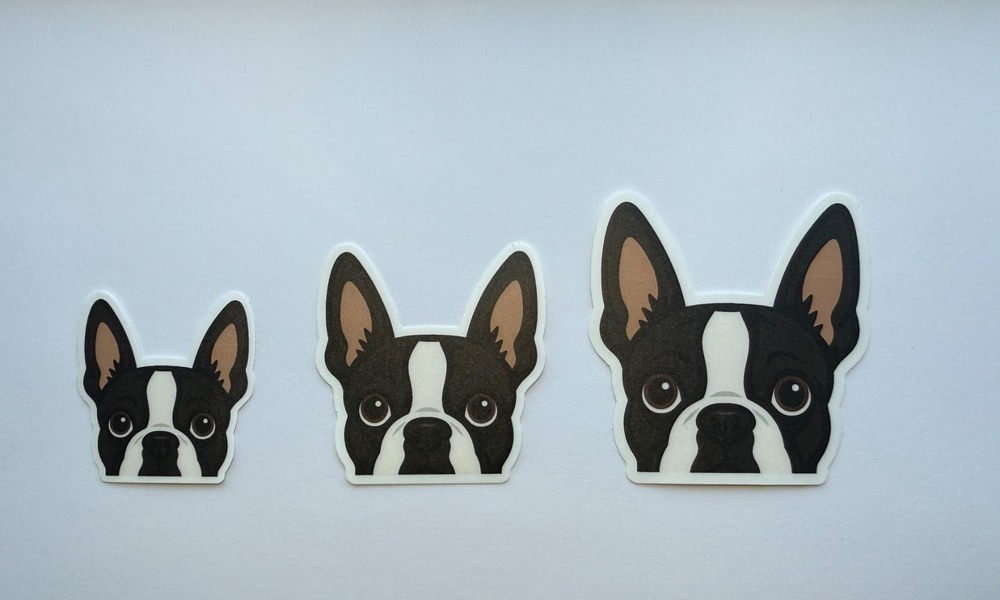 Boston Terrier Peeking Sticker