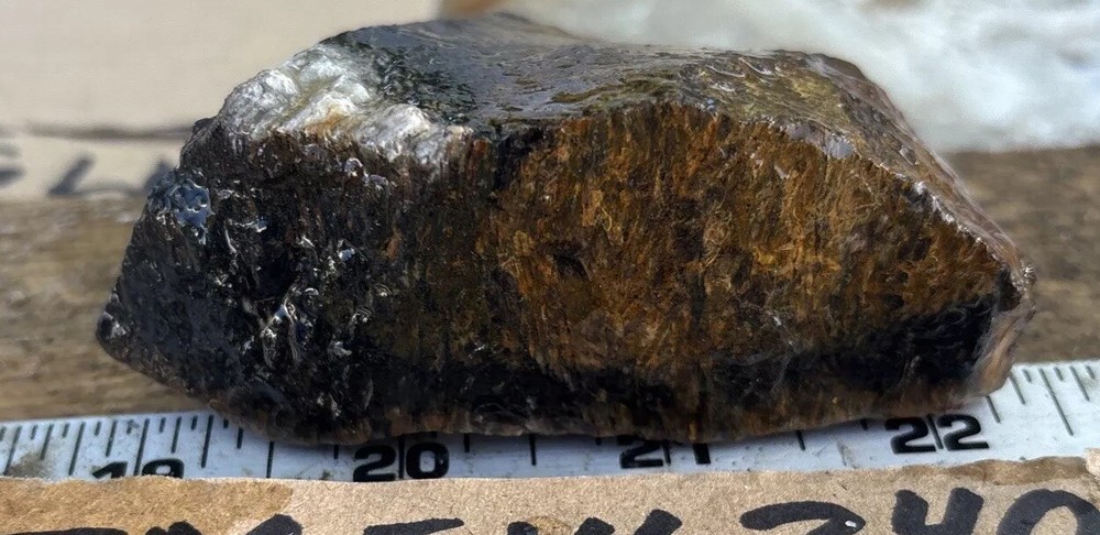 Tempskya petrified Palmwood