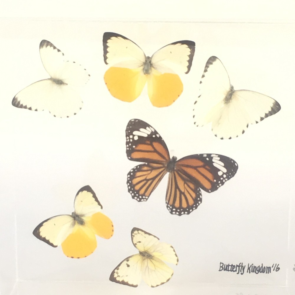 Real Butterflies Framed In Acrylic