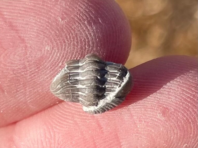 Ohio Fossil Trilobite Eldredgeops rana Devonian Age Bug