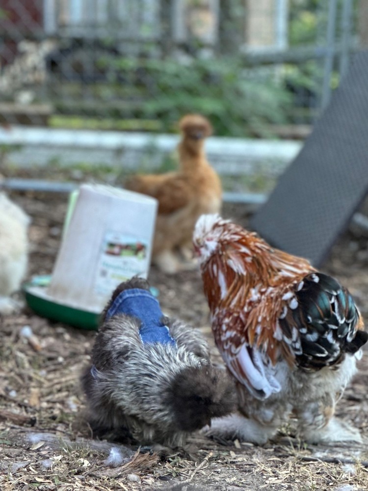 Silkie Hatching Eggs- breeder/show quality