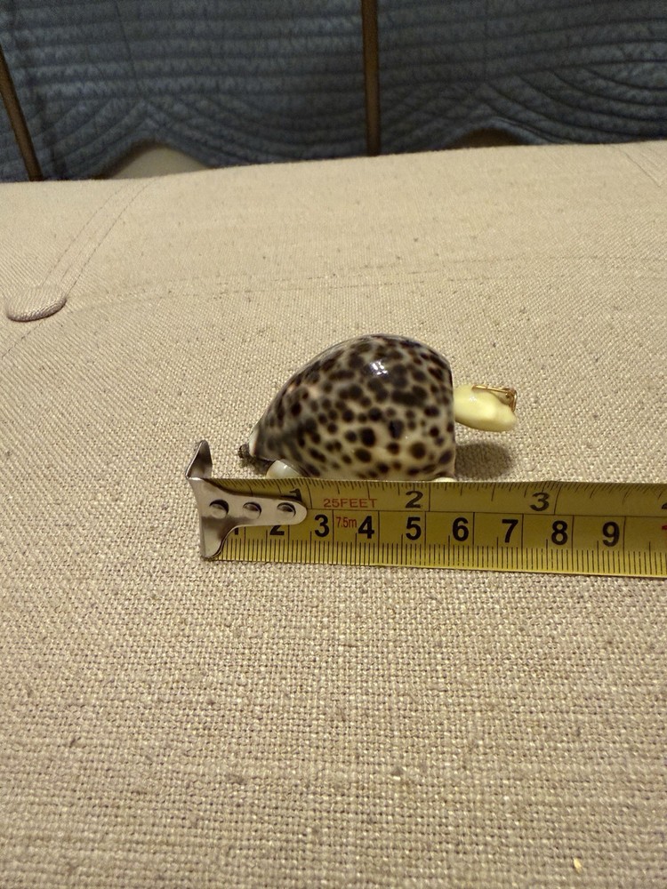 Hand Made Bobble Head Cowrie Shell Turtle With Glasses