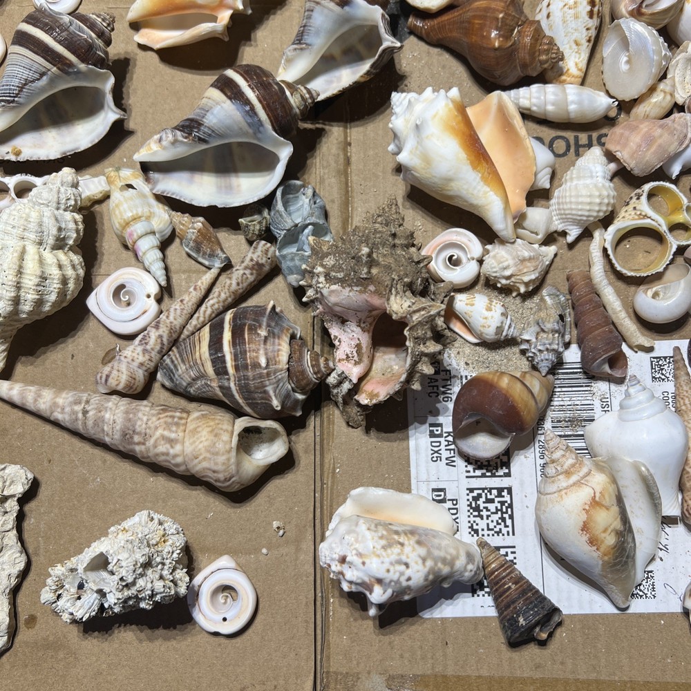 Collection of Sea Shells Various Types and Sizes Lot Bundle Small Medium