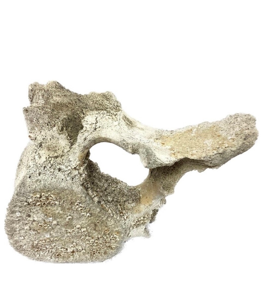 Fossilized Whale Vertebrae #15
